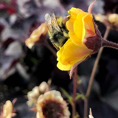 Geum TEMPO™ 'Yellow'