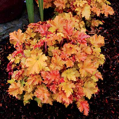 Heuchera 'Marmalade'