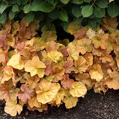 Heuchera NORTHERN EXPOSURE™ 'Amber'