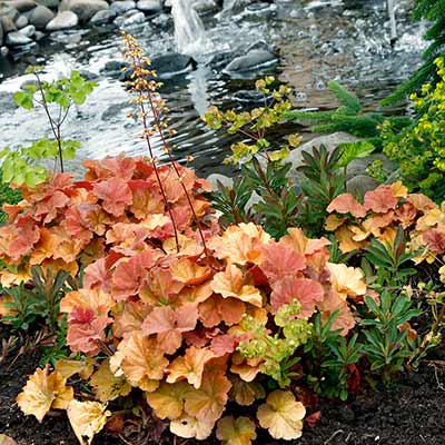 Heuchera NORTHERN EXPOSURE™ 'Amber'