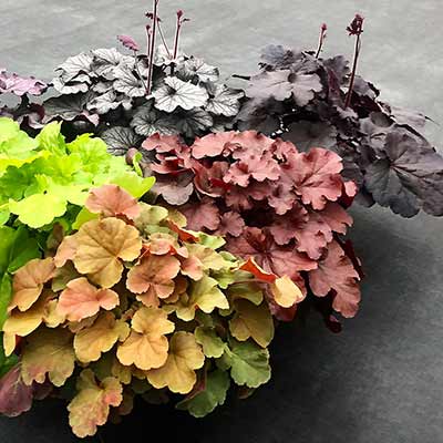 Heuchera NORTHERN EXPOSURE™ 'Black'