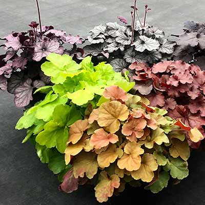 Heuchera NORTHERN EXPOSURE™ 'Lime'