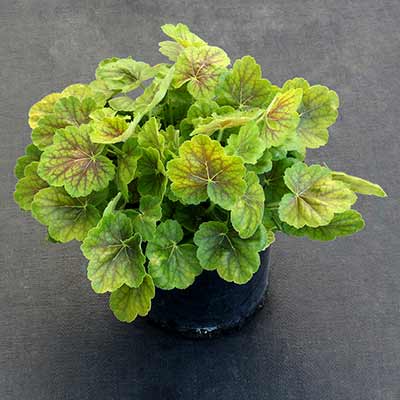 Heuchera NORTHERN EXPOSURE™ 'Sienna'