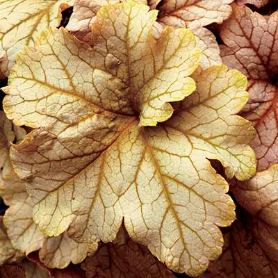 Heuchera 'Topaz Jazz'