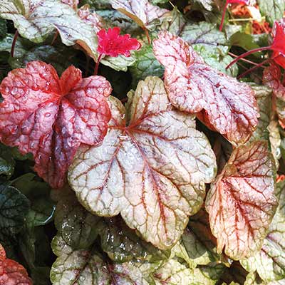 Heucherella 'Copper Cascade'