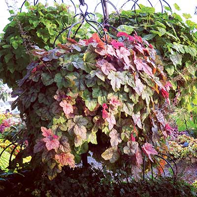 Heucherella 'Copper Cascade'