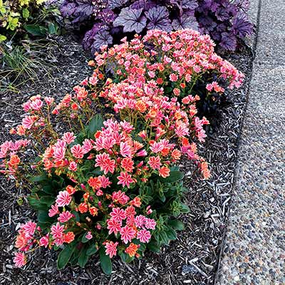 Lewisia CONSTANT™ 'Coral'