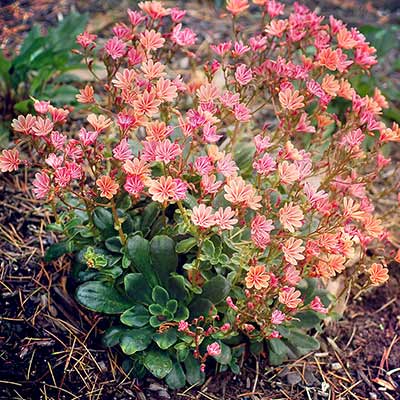 Lewisia CONSTANT™ 'Coral'