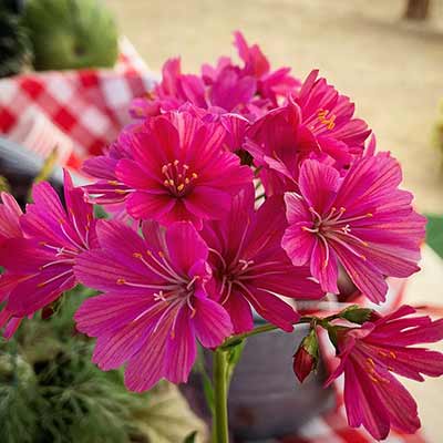 Lewisia CONSTANT™ 'Fuchsia'