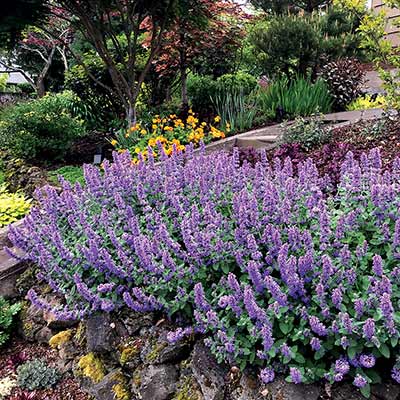 Nepeta 'Purple Haze'