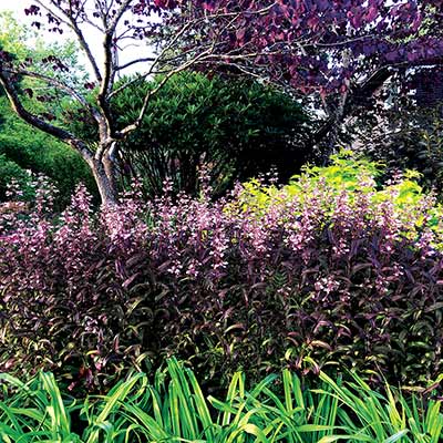 Penstemon 'Dark Towers'