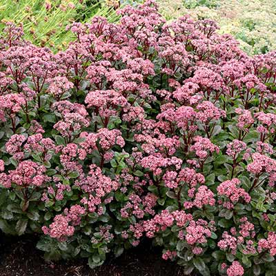 Sedum 'Double Martini'