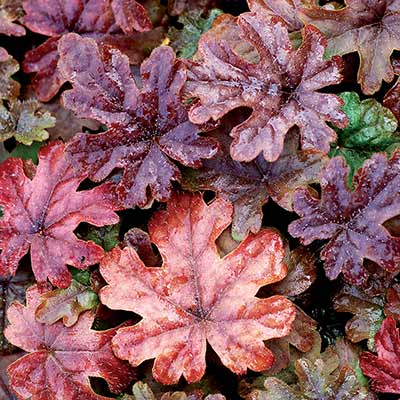 Tiarella 'Pink Skyrocket'