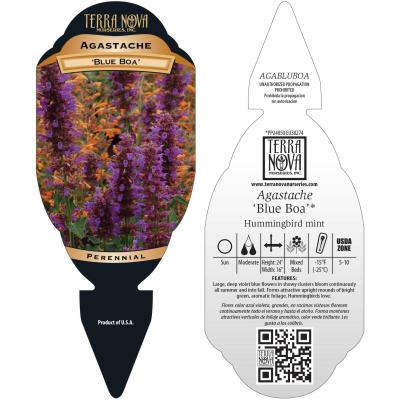 Agastache 'Blue Boa' - Tag