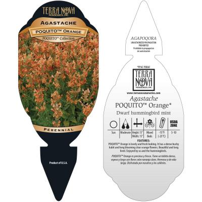 Agastache POQUITO® 'Orange' - Tag