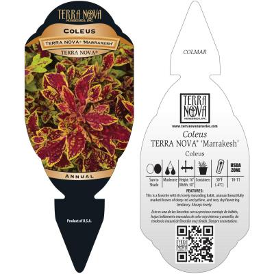 Coleus TERRA NOVA® 'Marrakesh' - Tag