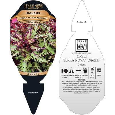 Coleus TERRA NOVA® 'Quetzal' - Tag