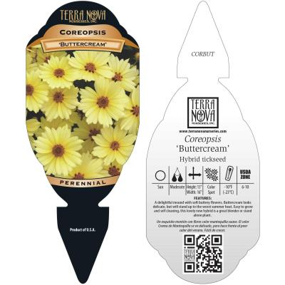 Coreopsis 'Buttercream' - Tag