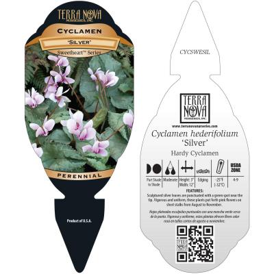 Cyclamen SWEETHEART™ 'Silver' - Tag