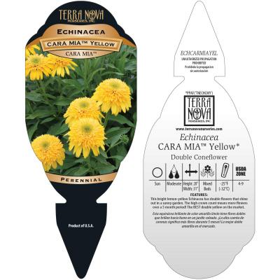 Echinacea CARA MIA™ 'Yellow' - Tag