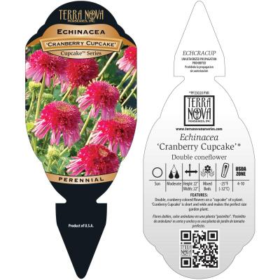 Echinacea 'Cranberry Cupcake' - Tag