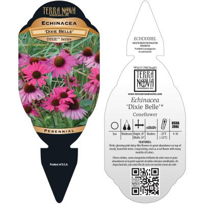 Echinacea 'Dixie Belle' - Tag