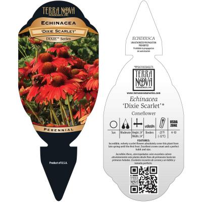 Echinacea 'Dixie Scarlet' - Tag