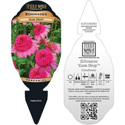 Echinacea 'Gum Drop' - Tag