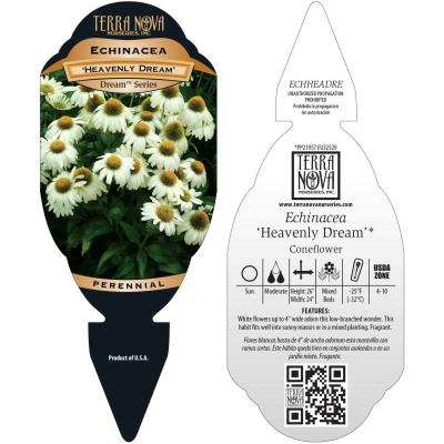 Echinacea 'Heavenly Dream' - Tag