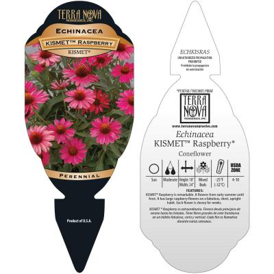 Echinacea KISMET® 'Raspberry' - Tag