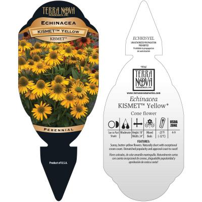 Echinacea KISMET® 'Yellow' - Tag