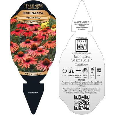 Echinacea 'Mama Mia' - Tag