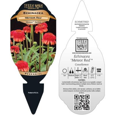 Echinacea 'Meteor Red' - Tag
