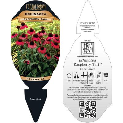 Echinacea 'Raspberry Tart' - Tag