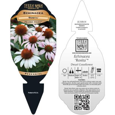 Echinacea 'Rosita' - Tag