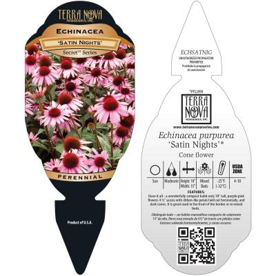 Echinacea 'Satin Nights' - Tag