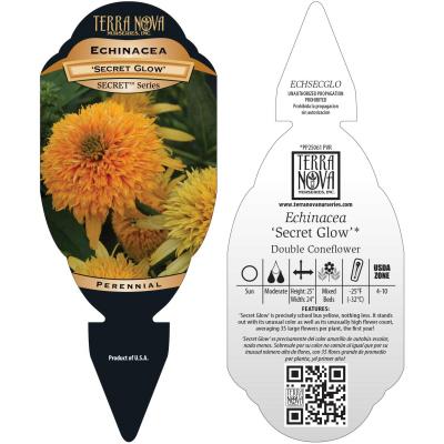 Echinacea 'Secret Glow' - Tag