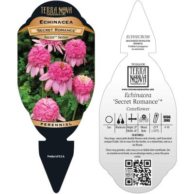 Echinacea 'Secret Romance' - Tag