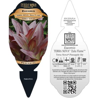 Eucomis TERRA NOVA® 'Zulu Flame' - Tag