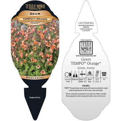 Geum TEMPO™ 'Orange' - Tag