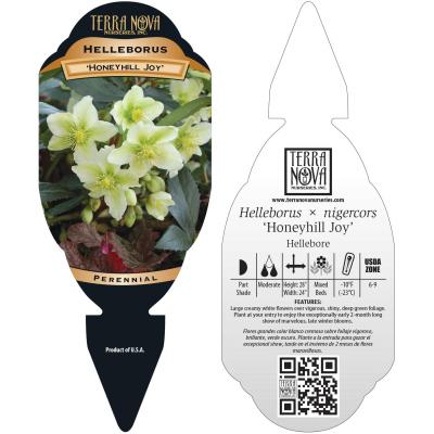 Helleborus 'Honeyhill Joy' - Tag