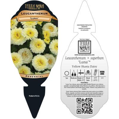 Leucanthemum 'Luna' - Tag