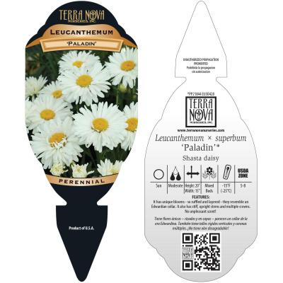 Leucanthemum 'Paladin' - Tag