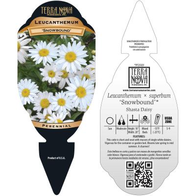 Leucanthemum 'Snowbound' - Tag