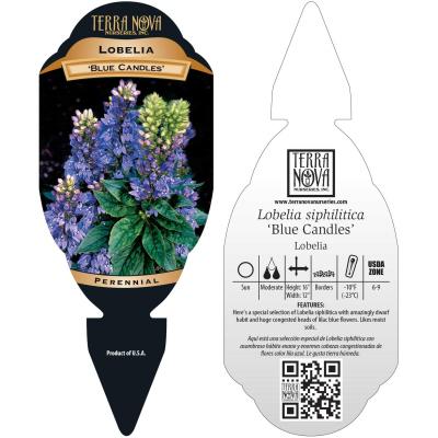 Lobelia 'Blue Candles' - Tag