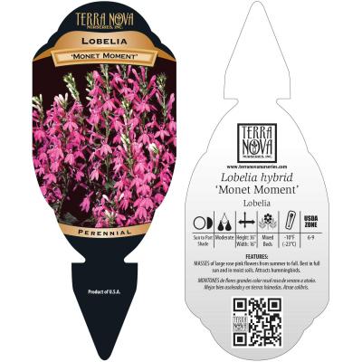 Lobelia 'Monet Moment' - Tag