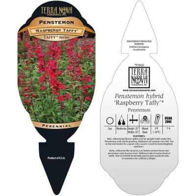 Penstemon 'Raspberry Taffy' - Tag