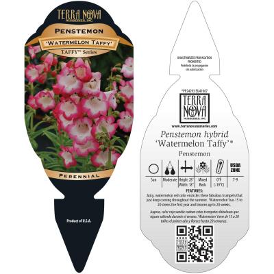 Penstemon 'Watermelon Taffy' - Tag