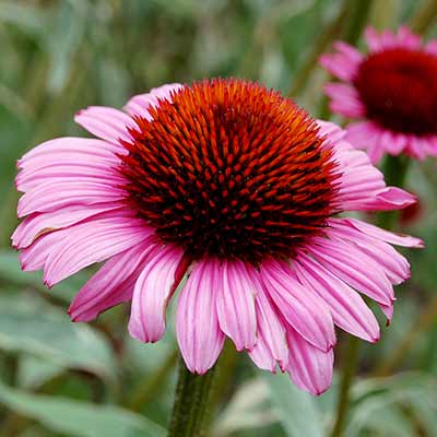 Echinacea 'Prairie Frost'