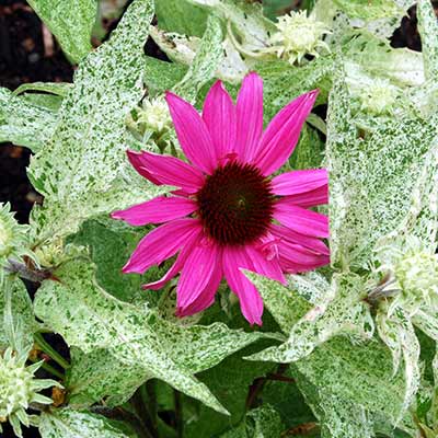 Echinacea 'Sparkler'